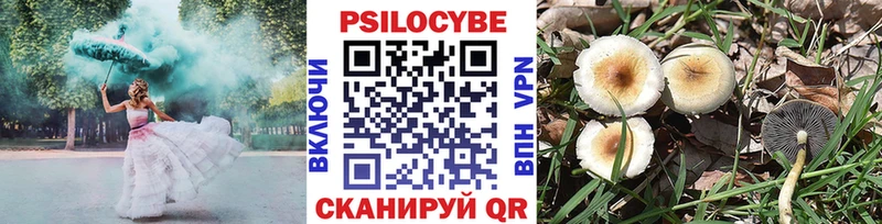 Купить  Пугачёв  Псилоцибиновые грибы Cubensis 